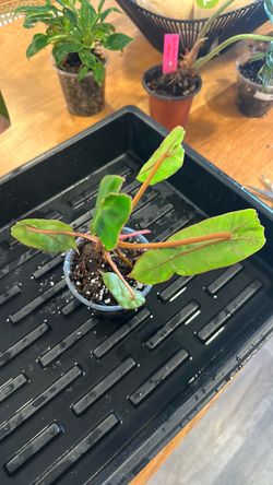 Philodendron Billiatae