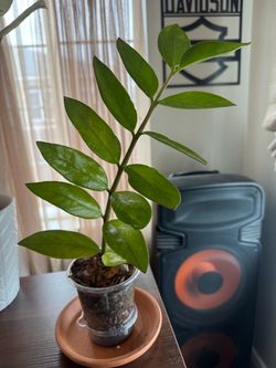 ZZ Plant Live Indoor Houseplant