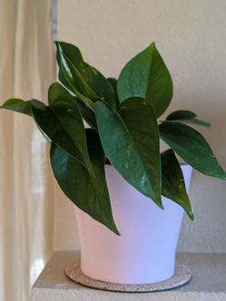 Healthy Beautiful Indoor Plant ( pothos)
