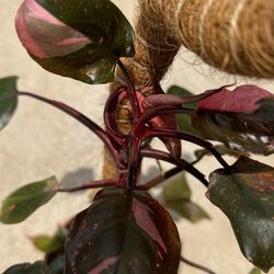anthurium andraeanum white Anthurium Andraeanum 'White' | Send A Plant Gift Box