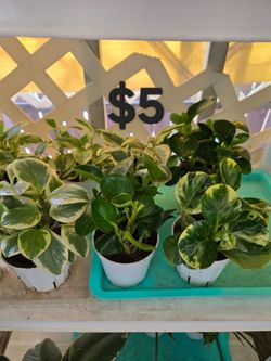 Peperomia