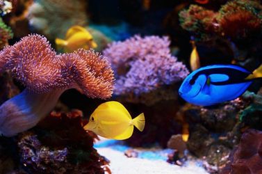 Reef aquarium