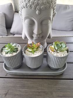 Succulent Plants
