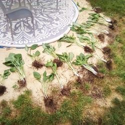Hosta Plants For Sale $1. each