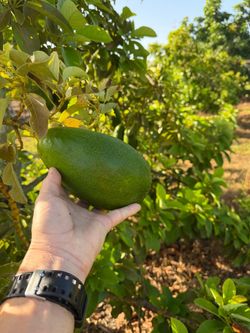 Avocado