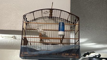 Round Metal Bird Cage with Perches