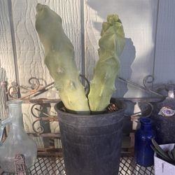 RARE Totem Pole Cactus Plant ‘Twisted Sister’ Spiralis