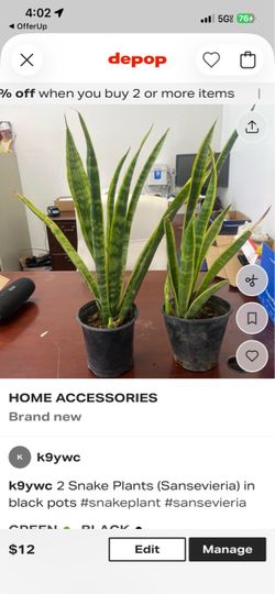 Snake plant /lengua de suegra