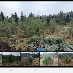 Last of season clearance 1 ...8 foot cedar 4... 5-7 foot doug fir