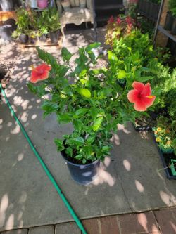 Orange-red hibiscus 🌺 plant