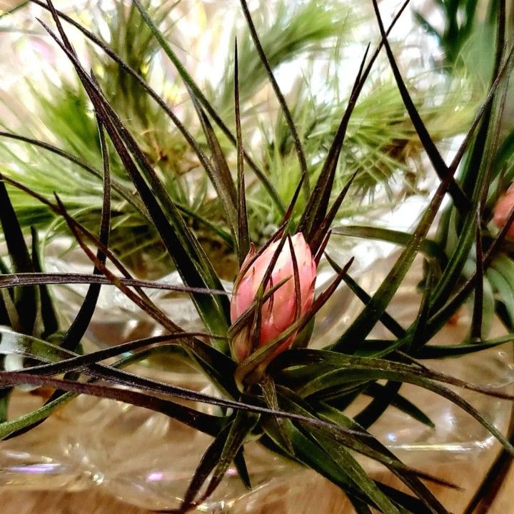 Tillandsia Air Plants -- Multiple Varieties Available