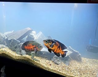 Aquarium