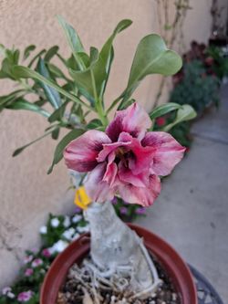 XLG Dessert Rose Plant $55