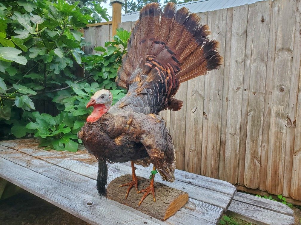 Taxidermy Turkey Mount