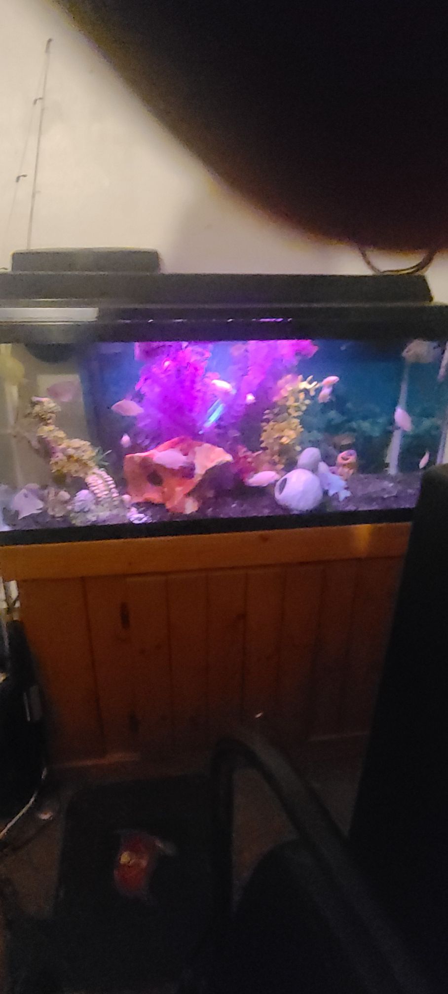 Fish aquarium 55 gallons ,with fish and supplies, lights , filter etc