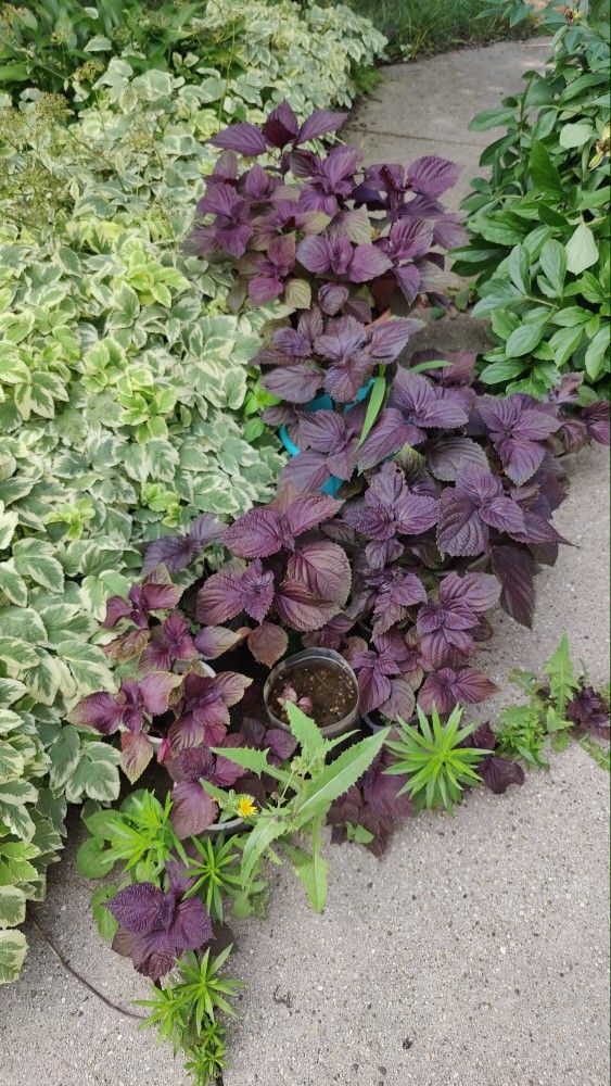 Beef Steak Coleus Perennial $1 A Plant 10 To 15 Plants In Each Pot About 4In High Now