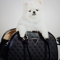 Pet/Dog Carrier,Like New