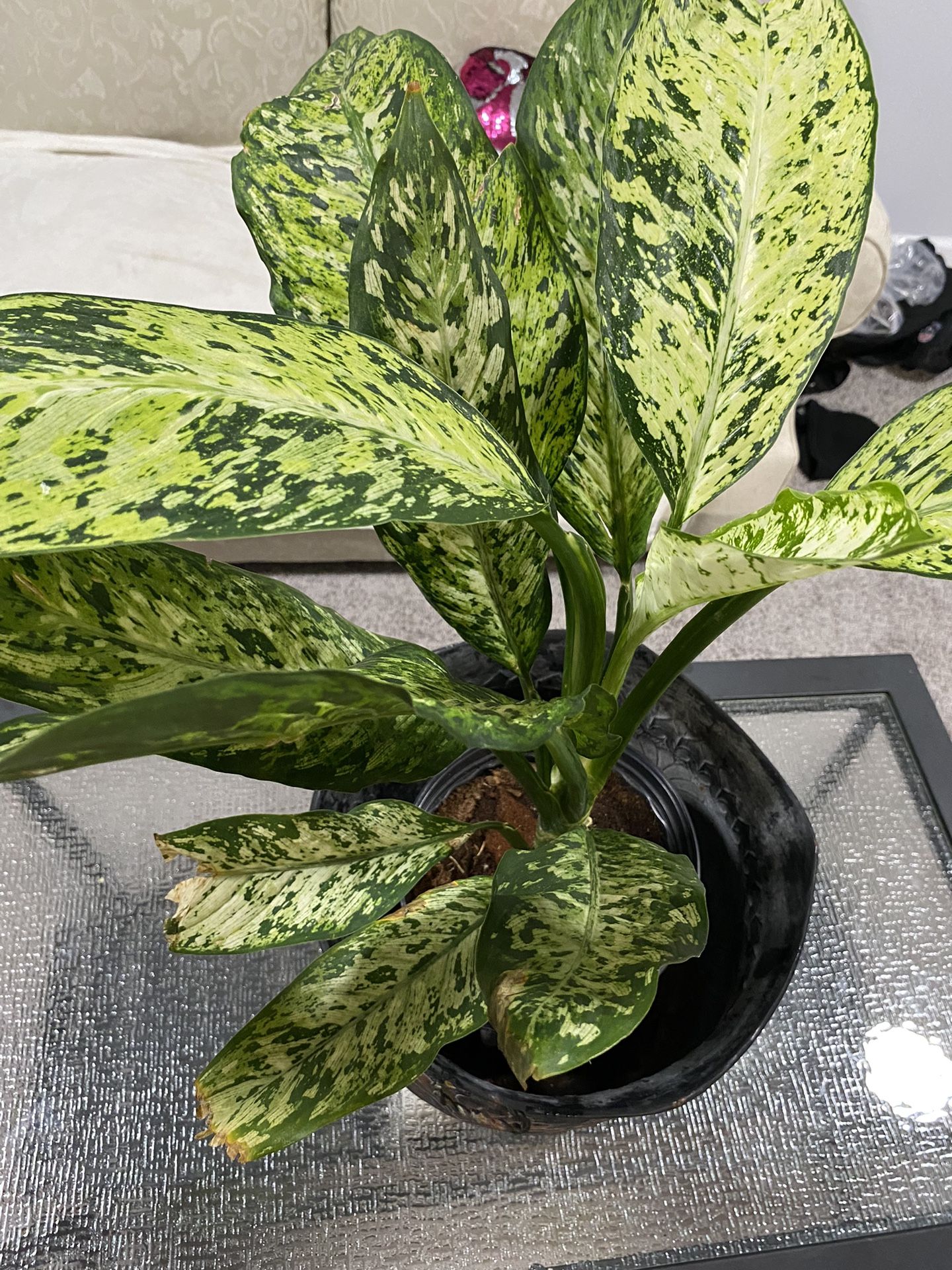 dumb cane  alive plant