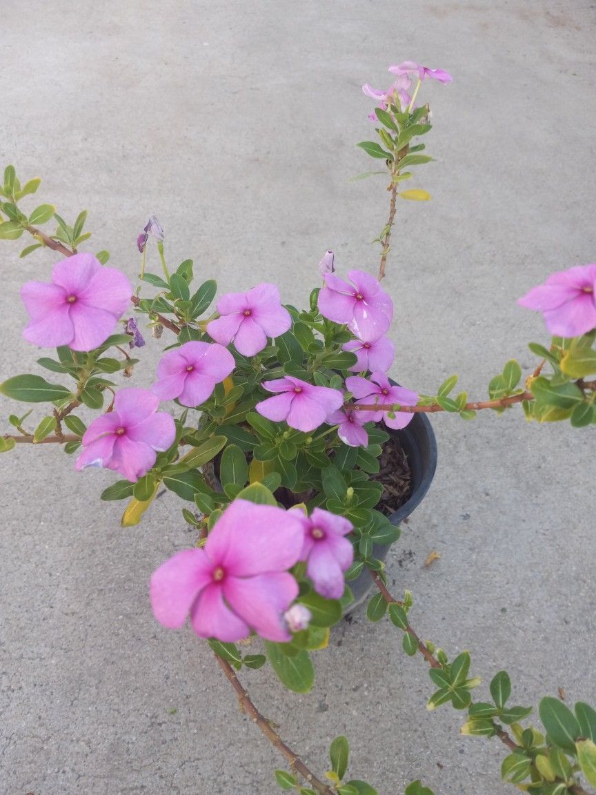 Beautiful Flowers 5.00 Dlls Special