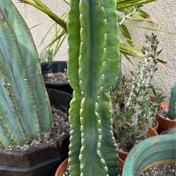 Peruvian Apple cactus