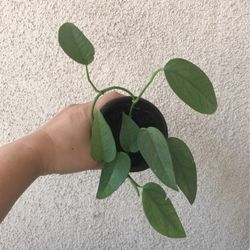Cebu Blue Pothos Plant