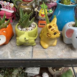 Potted Succulents In Cute Pots