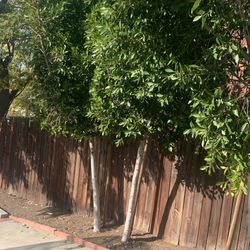 Trees