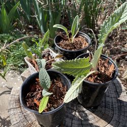 Numerous Organic Artichoke Plants.  Nutritious And Beautiful Plant