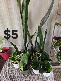 Snake plants