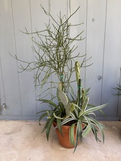 One Of A Kind Desert Planter