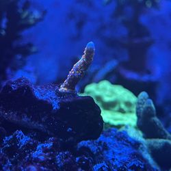 Bubble Gum Montipora Digitata Coral