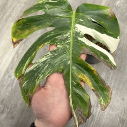 Monstera Albo Cutting