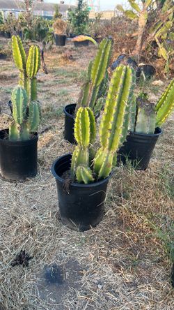 Cactuses
