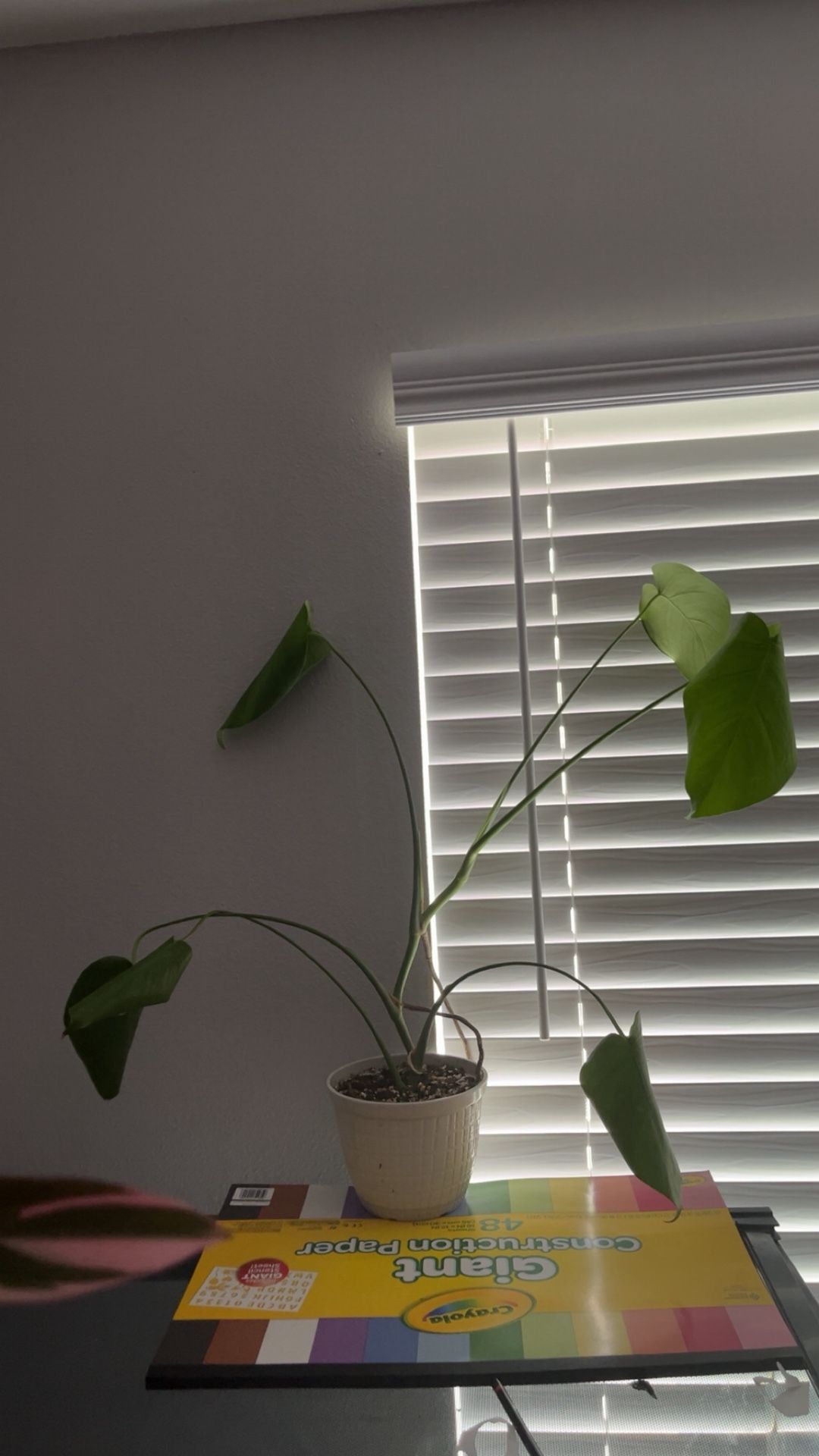 Small Monstera Deliciosa in White Pot