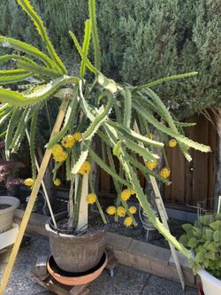 Dragon Fruit