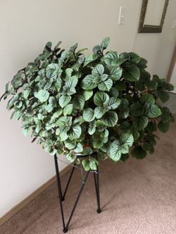 plectranthus live plant perennial 