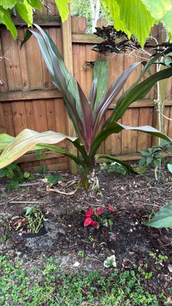 Queen Emma Crinum Lilies