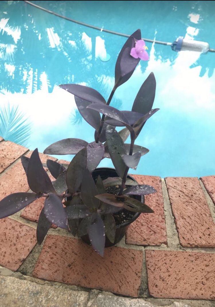 Purple Queen Plant for sale!