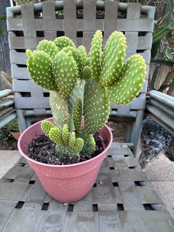 Cactus plant
