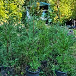 Healthy 5-6' Leyland Cypress Trees In 5gal Pots