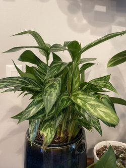 Philippine Evergreen - House Plant
