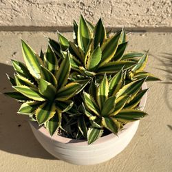 Succulents-Several Types 