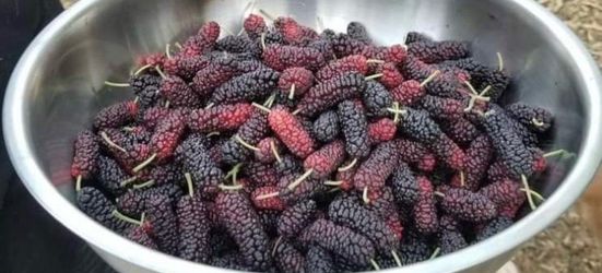 Shangri La Mulberry Clippings for Rooting