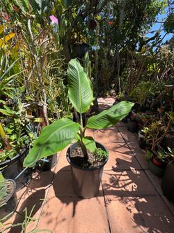 Banana Tree Tropical Plant