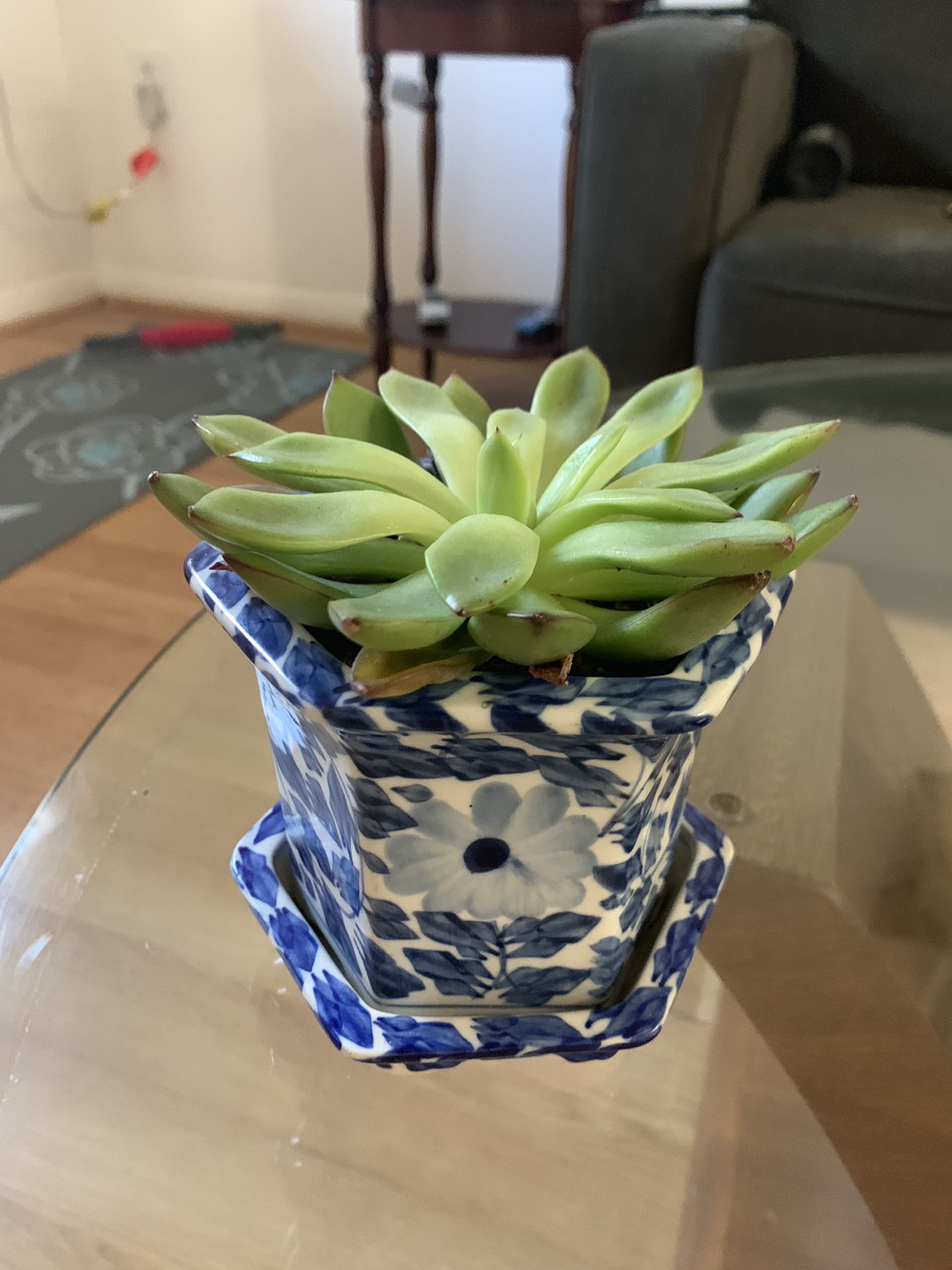 Potted succulent