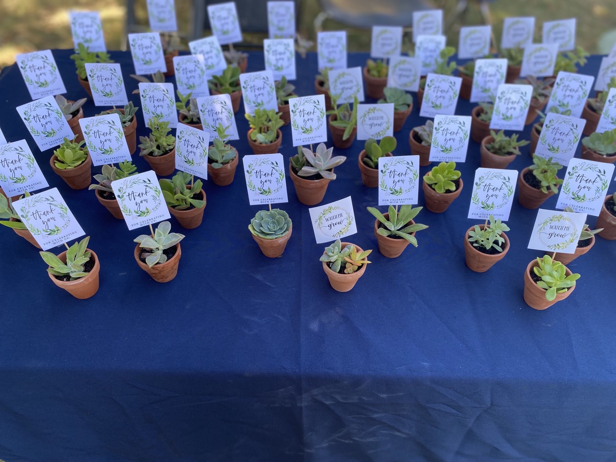 Succulent Plant Party Favors Gifts