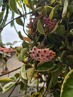 Hoya Plant