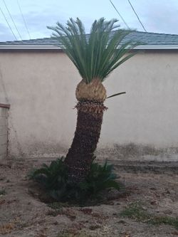 Large Sago Palm Tree (free)
