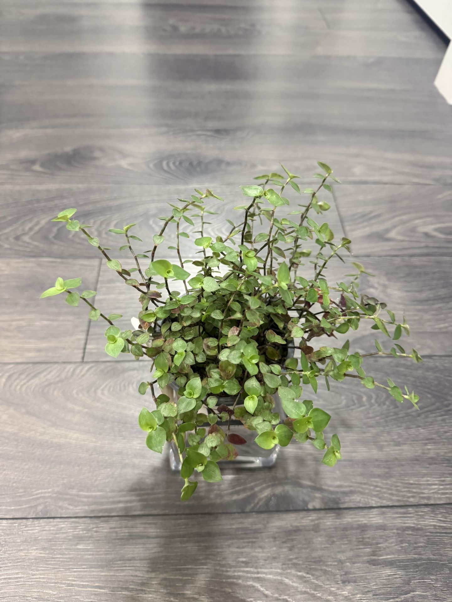 Baby Blue Tears Plant In Pot Growing Climbing Very Cute