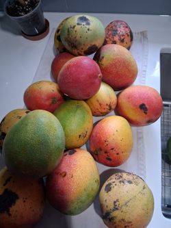 Sweet mangoes